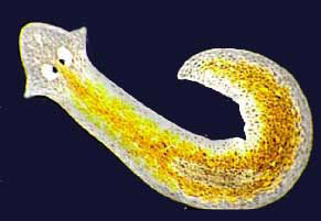 http://irinacapriles.es/wp-content/uploads/2008/06/planaria.jpg